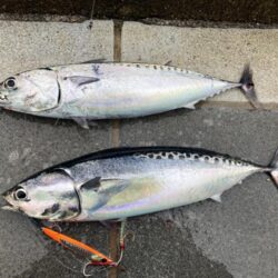 今年初青物はソウダガツオ