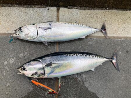 今年初青物はソウダガツオ