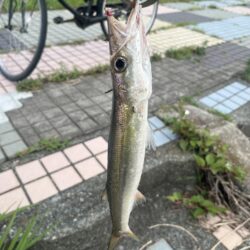 デイゲーム