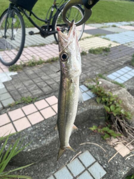 デイゲーム