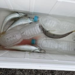 初夏の風物詩 開幕