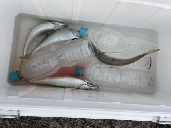 初夏の風物詩 開幕
