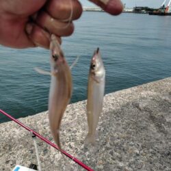 シーズン初の播磨新島釣行