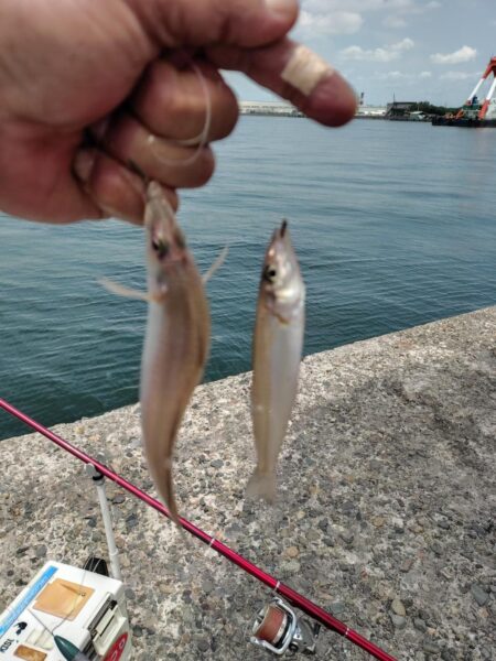 シーズン初の播磨新島釣行