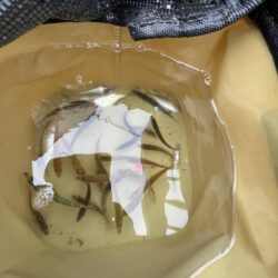 豆アジ株価少しだけ上昇？