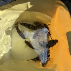 まだまだ豆アジ安定しない