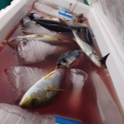 印南沖でイサキ爆釣