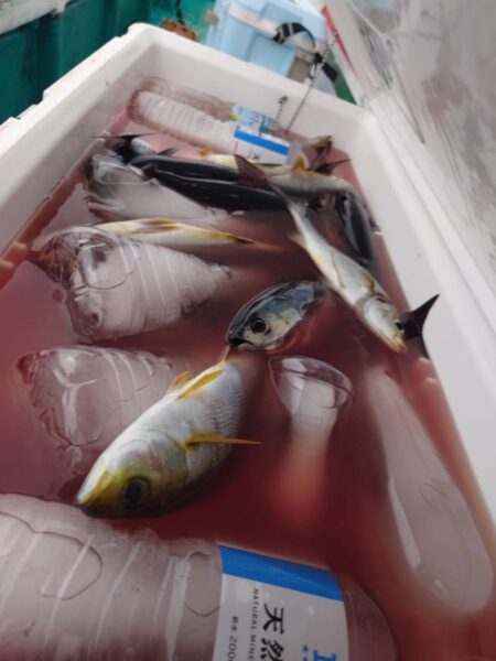 印南沖でイサキ爆釣