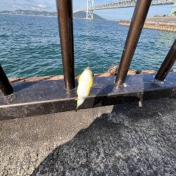 サビキ渋い