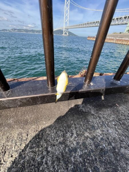 サビキ渋い