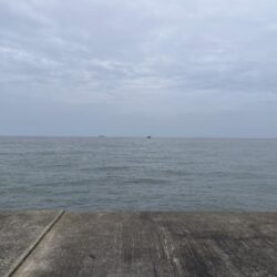 今年初タコ