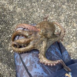 久しぶりの大ダコ!
