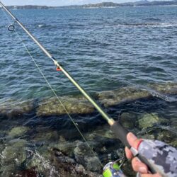 東京湾は魚釣れる