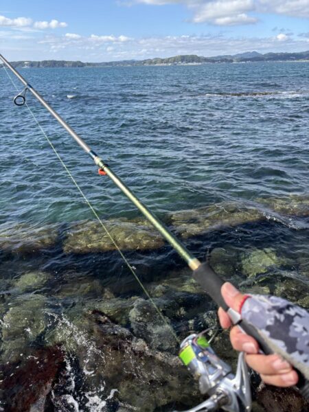 東京湾は魚釣れる