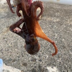 タコ釣り