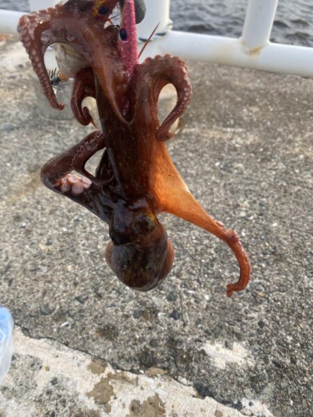 タコ釣り
