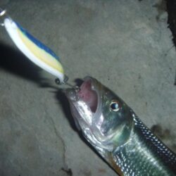 淡水魚釣行　6月1日