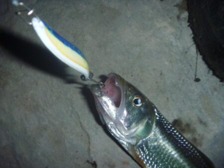 淡水魚釣行　6月1日