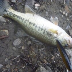 一庫ダム釣行 6月6日