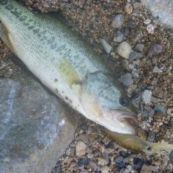一庫ダム釣行　6月11日