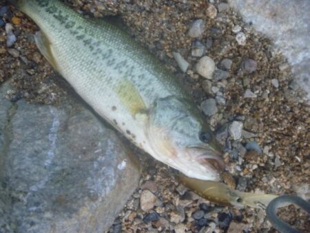 一庫ダム釣行 6月11日