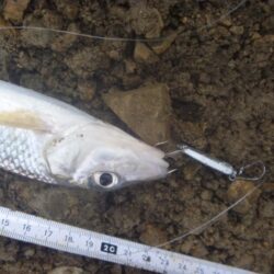 一庫ダム釣行 6月13日