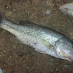 6月23日　一庫ダム釣行