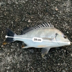 仕事終わりの釣行