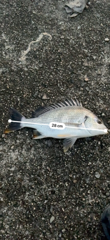 仕事終わりの釣行