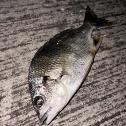 ヘチって来ました