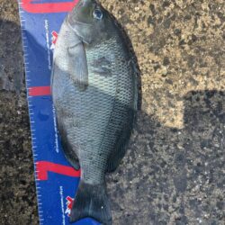 穴水町フカセ釣り