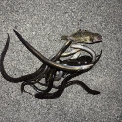 アナゴ釣り