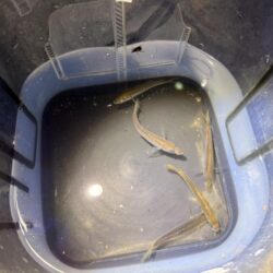 姫路悶絶豆アジング開幕