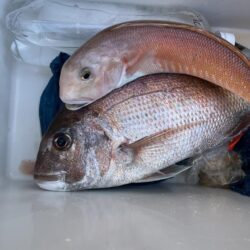 鯛ラバもしてみたら