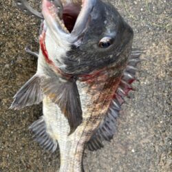 小雨の中エビ撒きでチヌ、グレ好調です♪