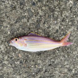 投げ釣り