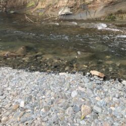 昭和レトロな渓流竿でアユイング🎣