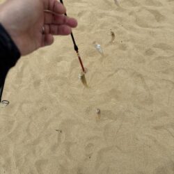 キス釣り第二戦
