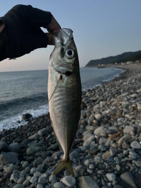 アジング