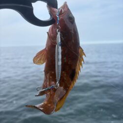 ライトショアジギング