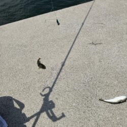 キス投げ釣り