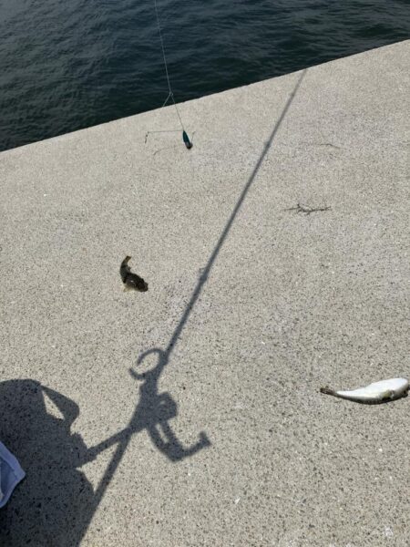 キス投げ釣り