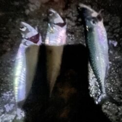 餌の限り大サバ