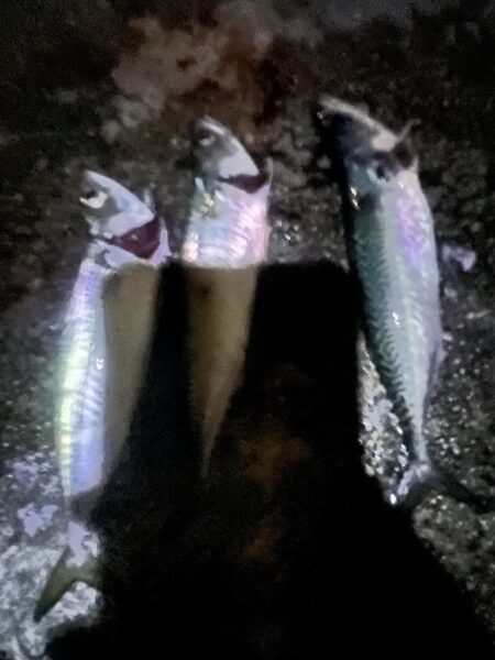 餌の限り大サバ