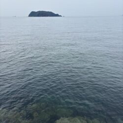 アオリイカ