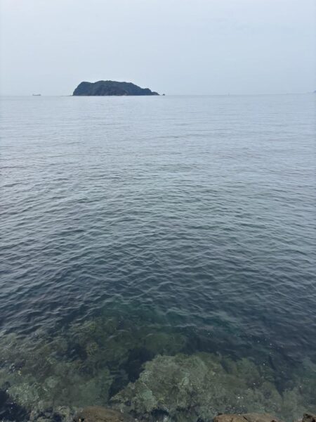 アオリイカ