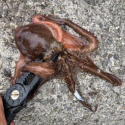 オクトパッシング