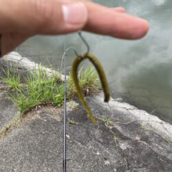 数釣りの季節