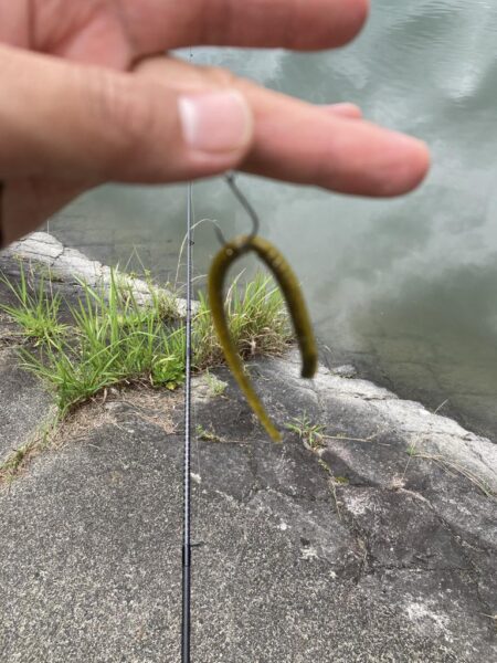 数釣りの季節