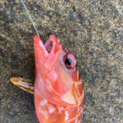地元にはいないお魚